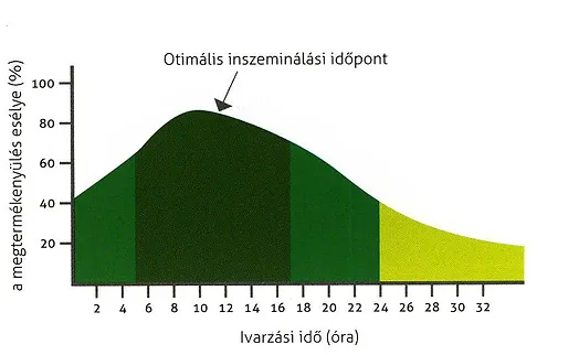 A termékenyítés optimális időpontja